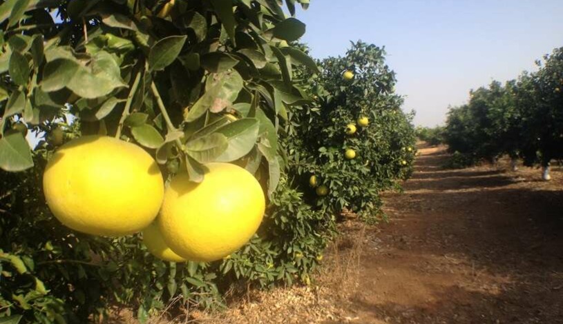 Apartment Almagor Tel Aviv - Apt 52256